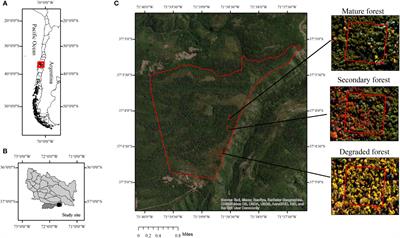 Forest degradation modifies litter production, quality, and decomposition dynamics in Southern temperate forests